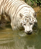 ���������������� ������� �� 2010 ���