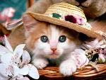 http://www.astroguide.ru/pic/4/catprimet.jpg