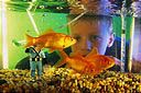 http://www.astroguide.ru/pic/5/akvarium.jpg